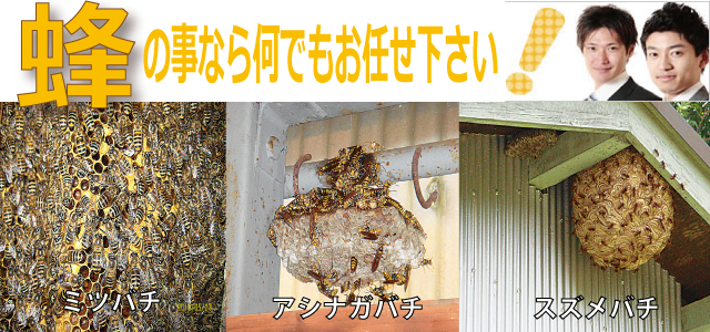 愛知県安城市の蜂のことならなんでもお任せください。